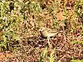 Tree Pipit wintering in Anamalai Hills, India