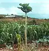 A small tree with large leaves