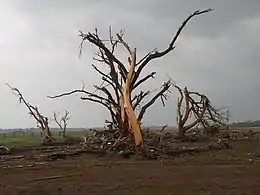 Several trees have had their smaller limbs broken off and their bark peeled away.