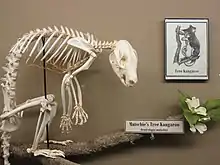 A Matschie's tree-kangaroo (Dendrolagus matschiei) skeleton