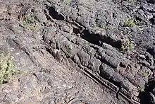 An indentation in dark lava rock of a tree trunk several inches in diameter displaying the texture of the bark in the rock.