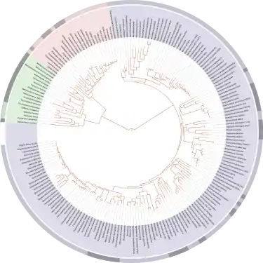 David Hillis's 2008 plot of the tree of life, based on completely sequenced genomes