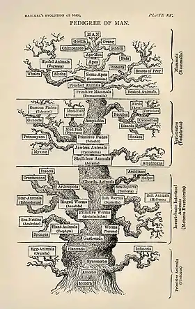 The tree of life as seen by Haeckel in The Evolution of Man (1879)