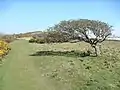 Trees face heavy wind thus grow in interesting shapes