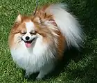 Tri-colored Pomeranian