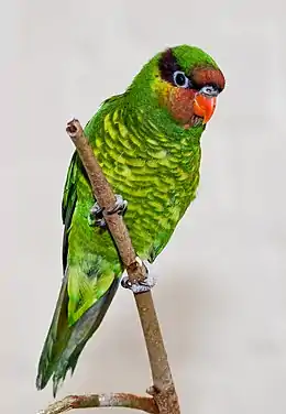 A green parrot with a red-brown area around the beak, a red-violet stripe going around the head over the eyes, and yellow-tipped feathers on the underside