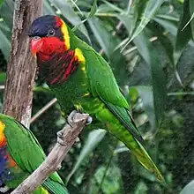 A green parrot with a black throat and forehead, red cheeks, and a yellow nape