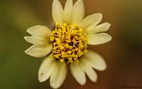 Top view of the flower