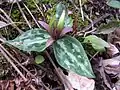 Relict trillium (Trillium reliquum) an endangered species