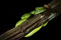 Trimeresurus popeiorum  from Kaeng Krachan National Park, Thailand