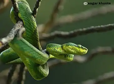 In Satara, Maharashtra