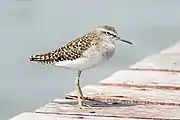 In non-breeding plumage