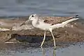 Common greenshank at Laem Phak Bia