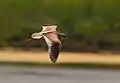 Bird (non-breeding) in flight (Venetian Lagoon, Italy)