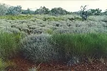 Triodia Hummock Grasslands