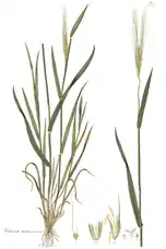 Botanical illustration of einkorn wheat