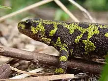 Green-black marbled newt