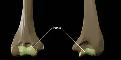 Trochlea of Humerus