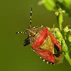 Adult. Red specimen