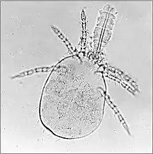 Trombiculid mite larva