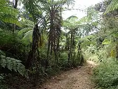 Tropical forest at the lower elevations of Mount Tapulao