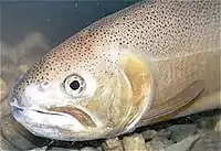 The threatened Gila trout is found in the wilderness.