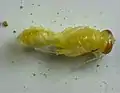 Trypoxylon collinum pupa