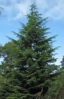 A green tree with numerous needle-like leaves. Other trees appear in the background, as does a clear blue sky.