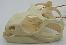 Skull of the tuatara in oblique view