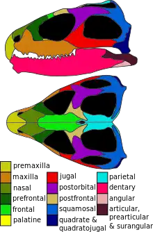 Skull diagram of the tuatara (Sphenodon punctatus)