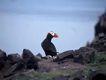 A tufted puffin on Bogoslof Island