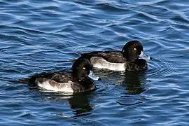 Immature males, Farmoor Reservoir, Oxfordshire