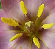 Tulipa humilis: Multiple connate (fused) carpels surrounded by stamens