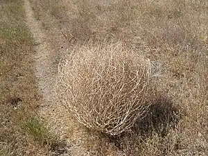 Salsola tragus in autumn.