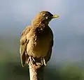 Clay-colored thrush, Costa Rica