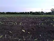 Turmeric farm on Deccan Plateau