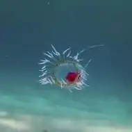 Turritopsis dohrnii achieves biological immortality by transferring its cells back to childhood.