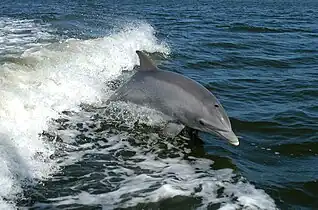 The bottlenose dolphin has the highest encephalization of any animal after humans