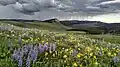 Wildflowers blooming in the short high altitude summer