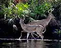 Two white-tailed bucks on the Loxahatchee River