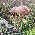 Two P. fimetaria on dung amongst heather