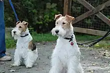 "Two dogs sitting whilst on leads. They are both mostly white with different coloured brown patches. Their fur is curly and wiry."