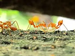 Two ants transferring a larva