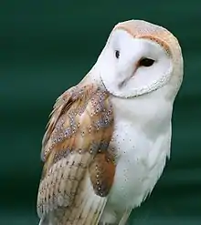 Profile of a barn owl, with the owl facing right and looking to its right. It has colorful brown feathers on its wing and crown, and a white-feathered face and breast.