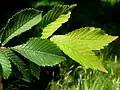 Foliage detail, Great Fontley, UK