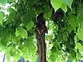 Camperdown Elm grafted on Siberian elm stock, Serbia