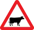 Cattle