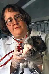 Guinea pig used as animal model for studying human leptospirosis