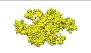 Figure 2. E1 protein binds a molecule of ubiquitin in each of two identical active sites (highlighted). The important residues, Cysteine and Arginine, are labeled in red.