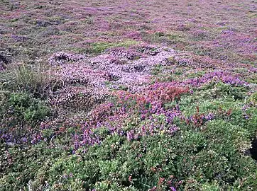 Heather fields in Ortegal (Galicia, Spain)